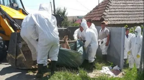 Focar de pestă porcină africană în județul Constanța