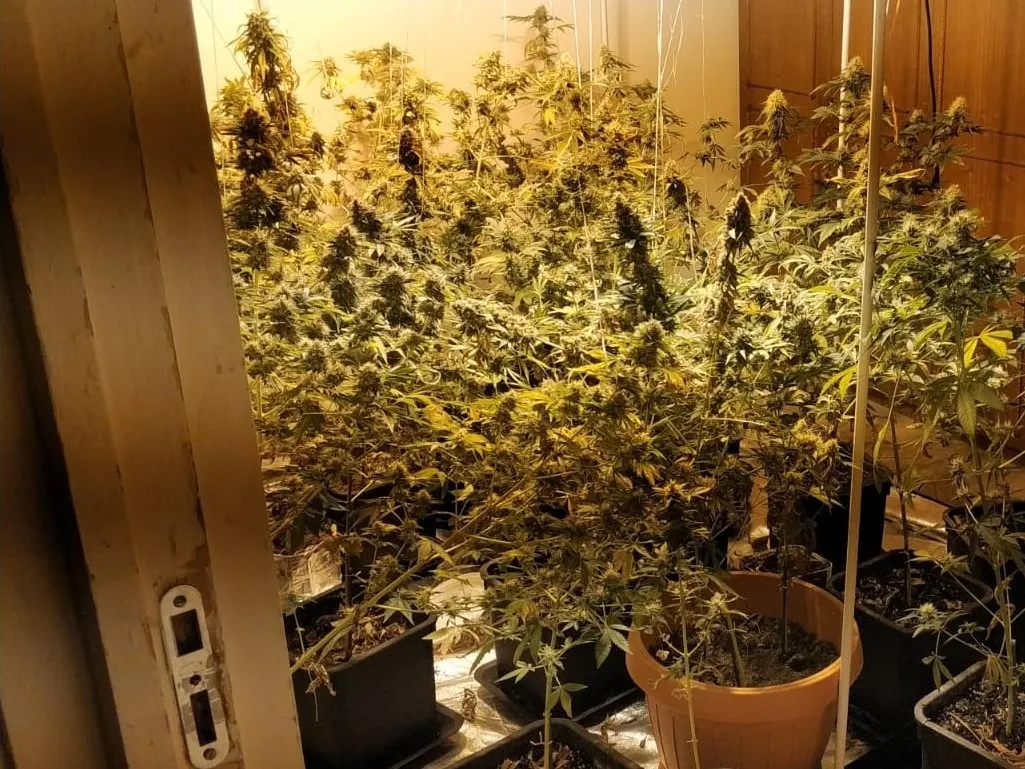 Cultură ilegală de canabis, în greutate de 5 kilograme, descoperită la Constanța
