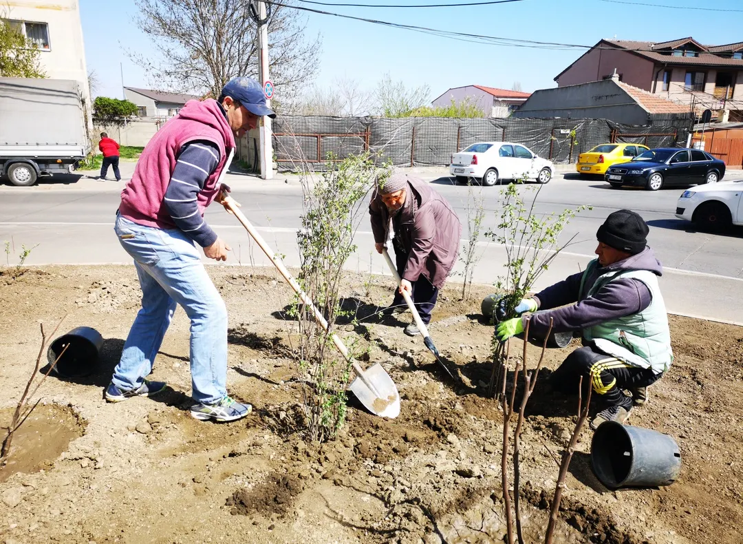 Sute de arbuști ornamentali vor înfrumuseța municipiul Constanța
