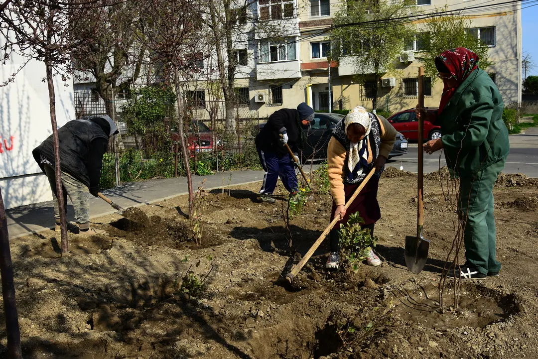 Arbuști ornamentali, plantați în scuarurile din Constanța!