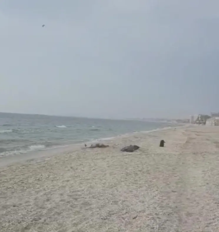 VIDEO| Femeie găsită moartă pe o plajă din Mamaia. UPDATE