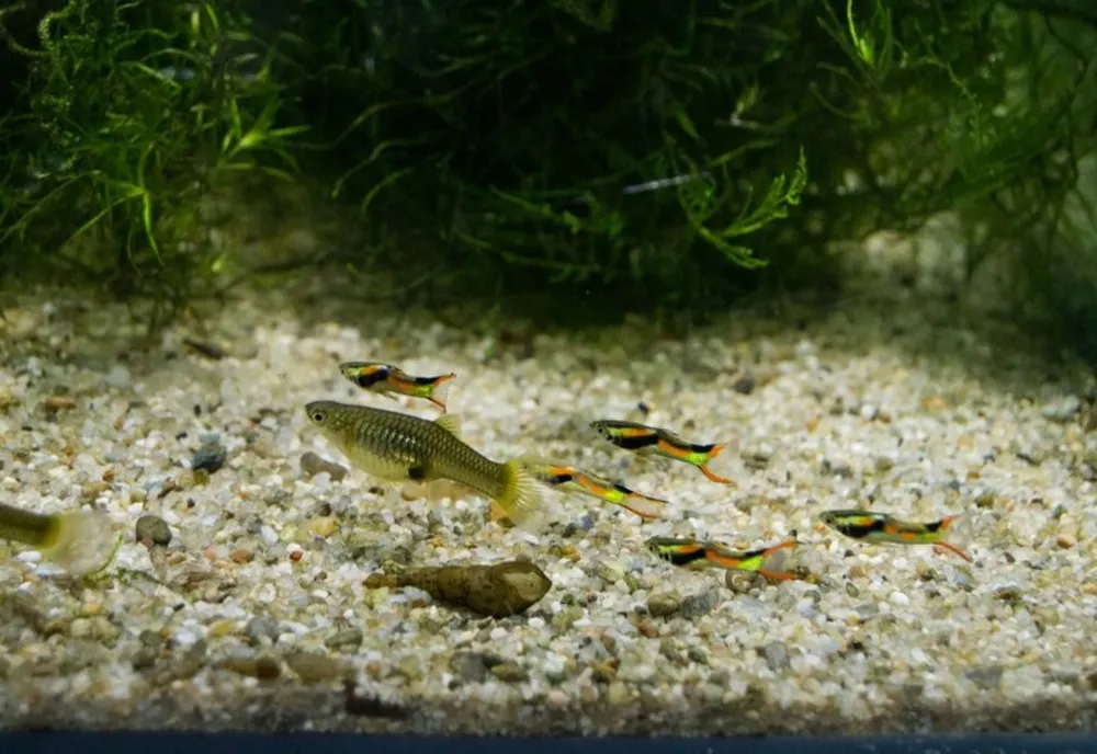 FOTO Specie de pește dispărută din habitatul natural, în bazinele Universității Ovidius Constanța