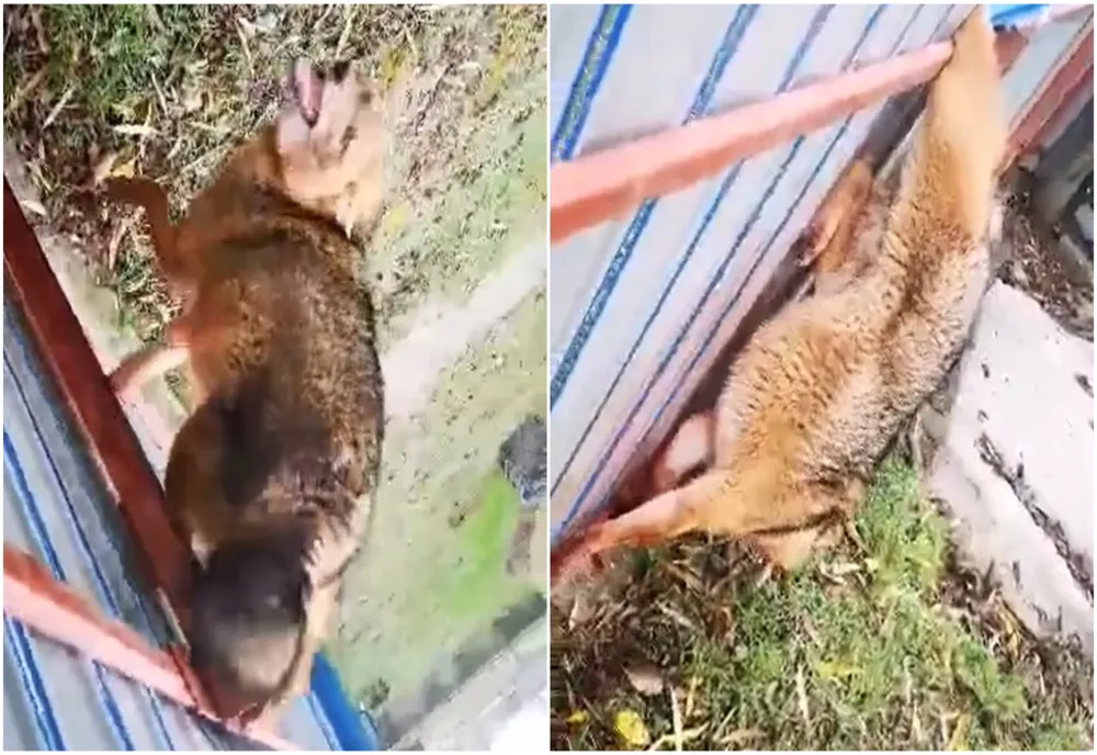 VIDEO Șacalii atacă gospodăriile din Delta Dunării