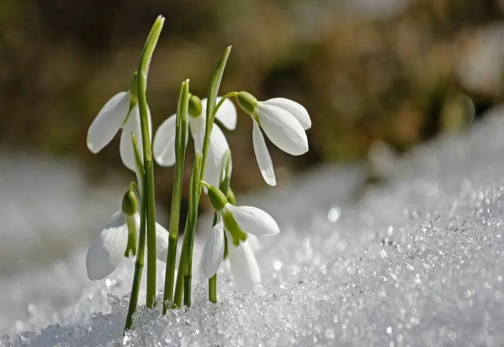 Vremea 26 februarie - Temperaturi peste media acestei perioade și cod galben de ninsori