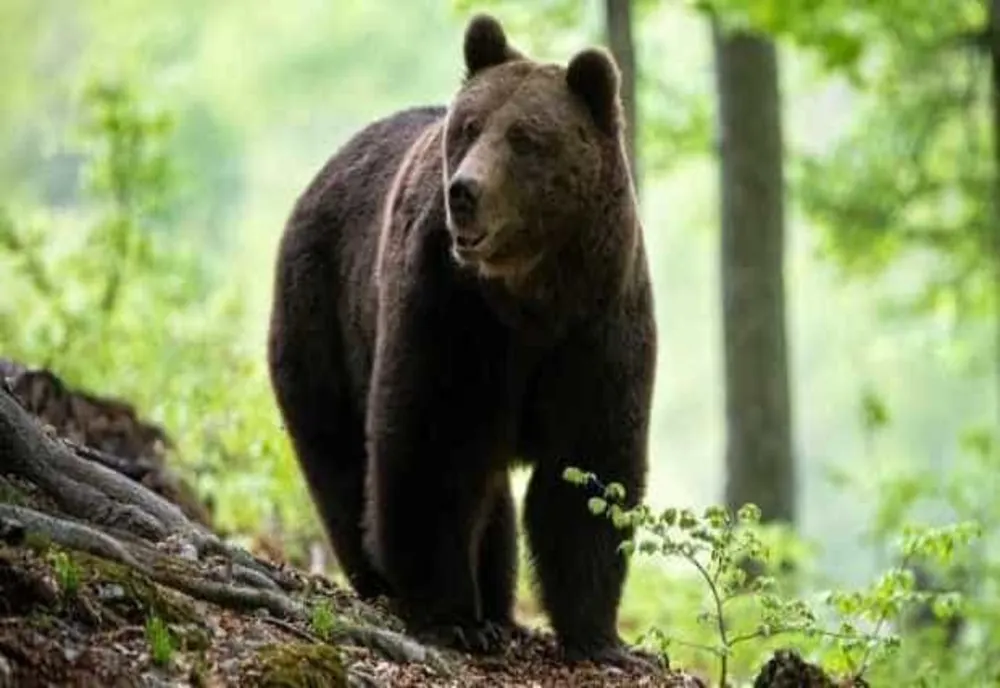 PANICĂ ÎN PRAHOVA: TREI MESAJE RO-ALERT ÎNTR-O ZI, DUPĂ CE URȘII AU APĂRUT ÎN ZONE LOCUITE