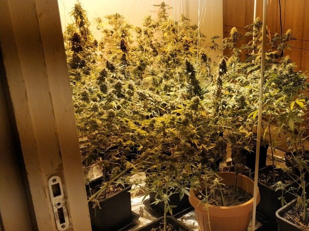 Cultură ilegală de canabis, în greutate de 5 kilograme, descoperită la Constanța