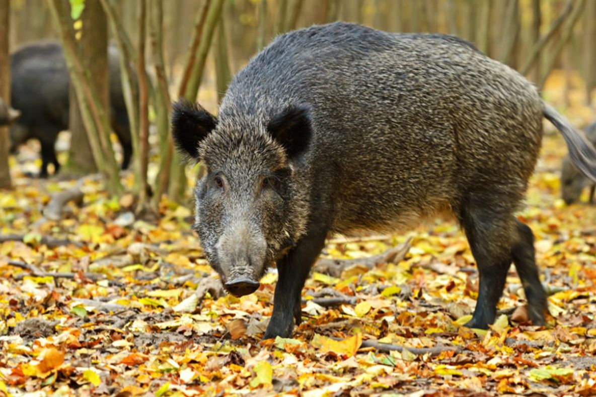 Un nou focar de PPA, la Dobromir, după ce a fost găsit un porc mistreț mort