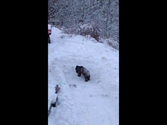 Pericol public pe străzile Constanței: camion filmat în timp ce mergea pe contrasens