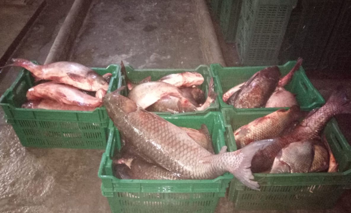 Sute de kilograme de pește de contrabandă, confiscate de polițiștii de frontieră constănțeni