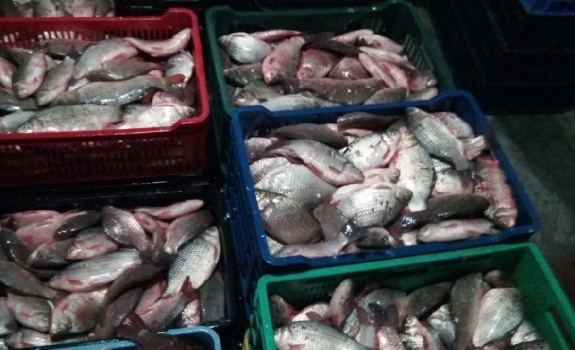 Peste jumătate de tonă de pește fără documente legale, confiscată la Cernavodă