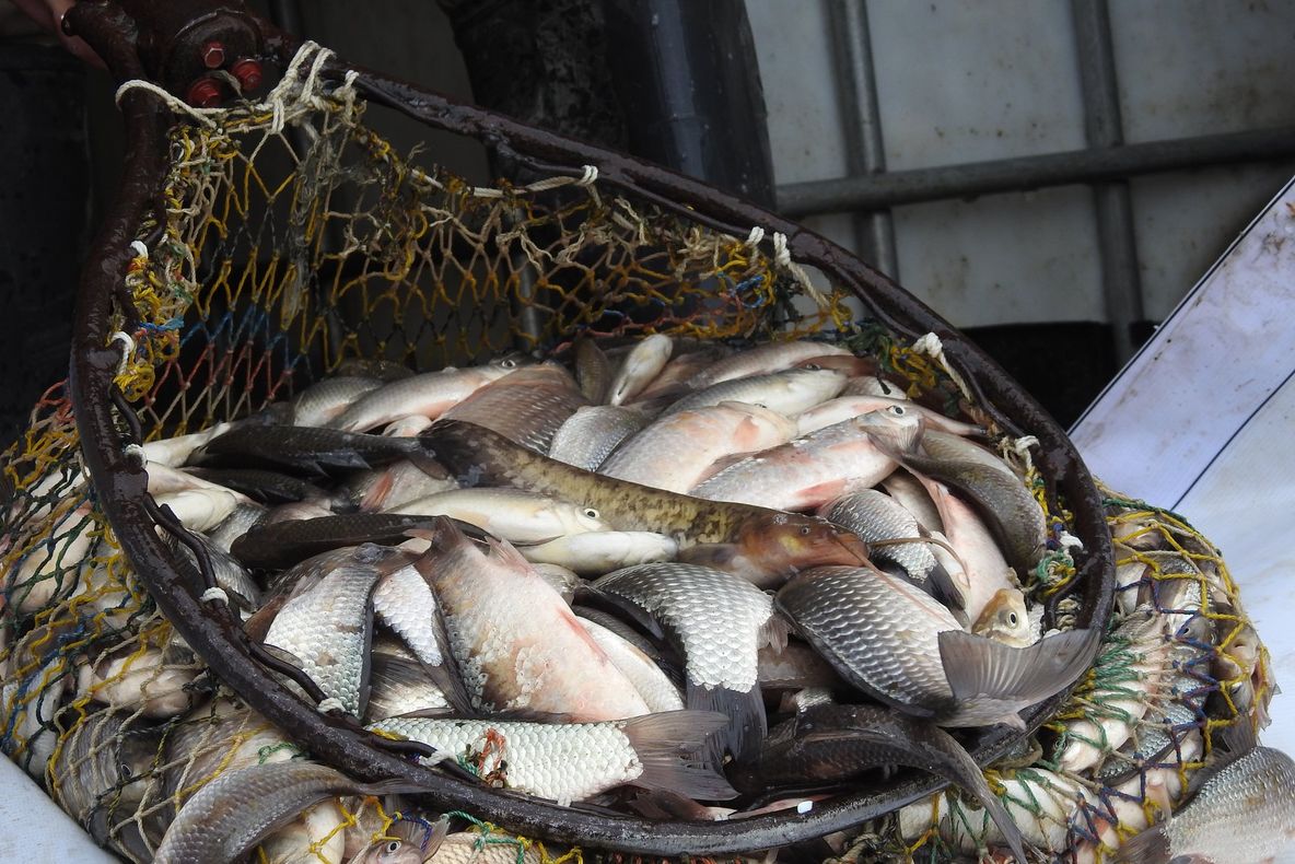 Pește transportat fără documente legale, confiscat de polițiștii de frontieră