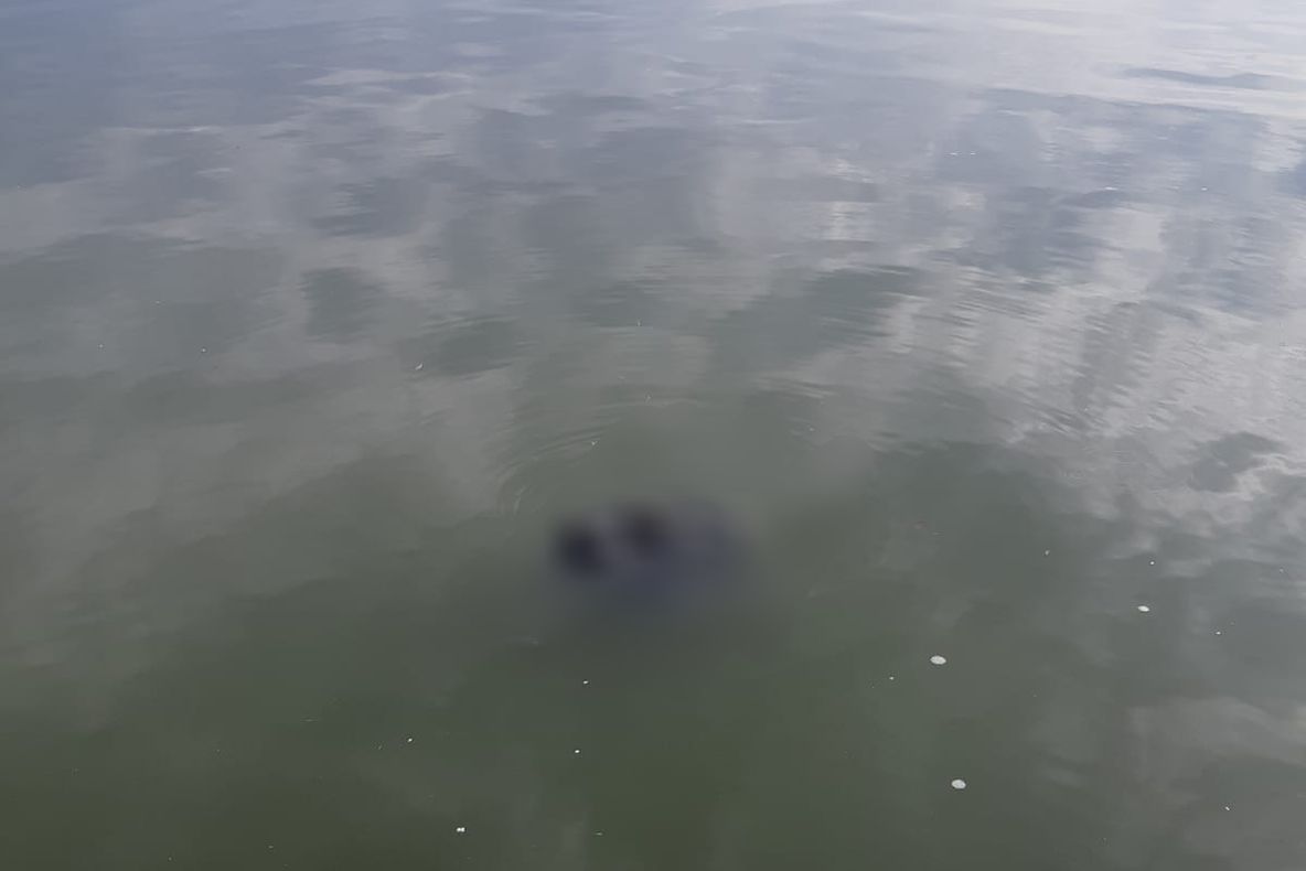 VIDEO| Descoperire macabră în lacul Tăbăcărie