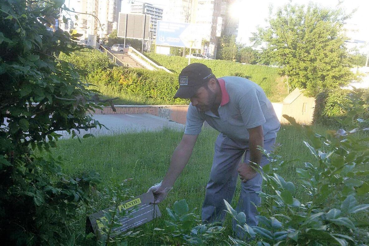 Săptămâna viitoare încep acțiunile de deratizare în municipiul Constanța