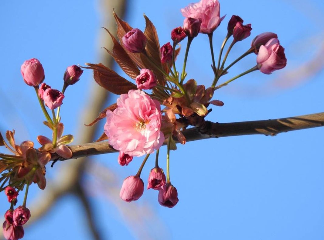 Tradiții și obiceiuri de Florii