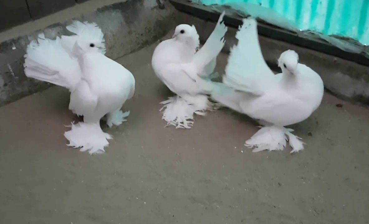 Laura Vicol: Dacă avea centură, Răzvan trăia