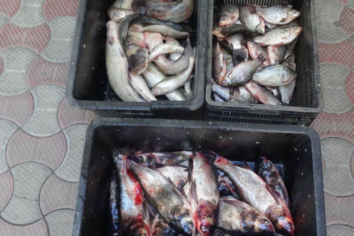 Peste 80 kilograme de peşte, confiscate de polițiștii de frontieră