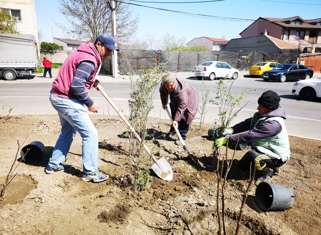 Sute de arbuști ornamentali vor înfrumuseța municipiul Constanța