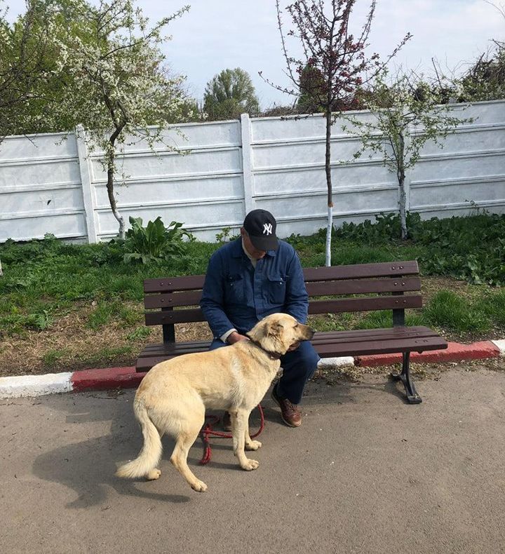 Proprietarii își pot recupera câinii de la Serviciului Gestionare Animale Abandonate