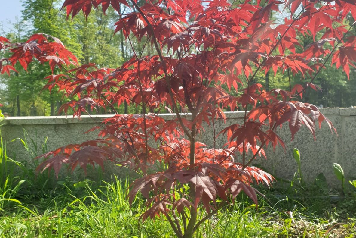 1 Mai sau Armindenul. Tradiții și obiceiuri
