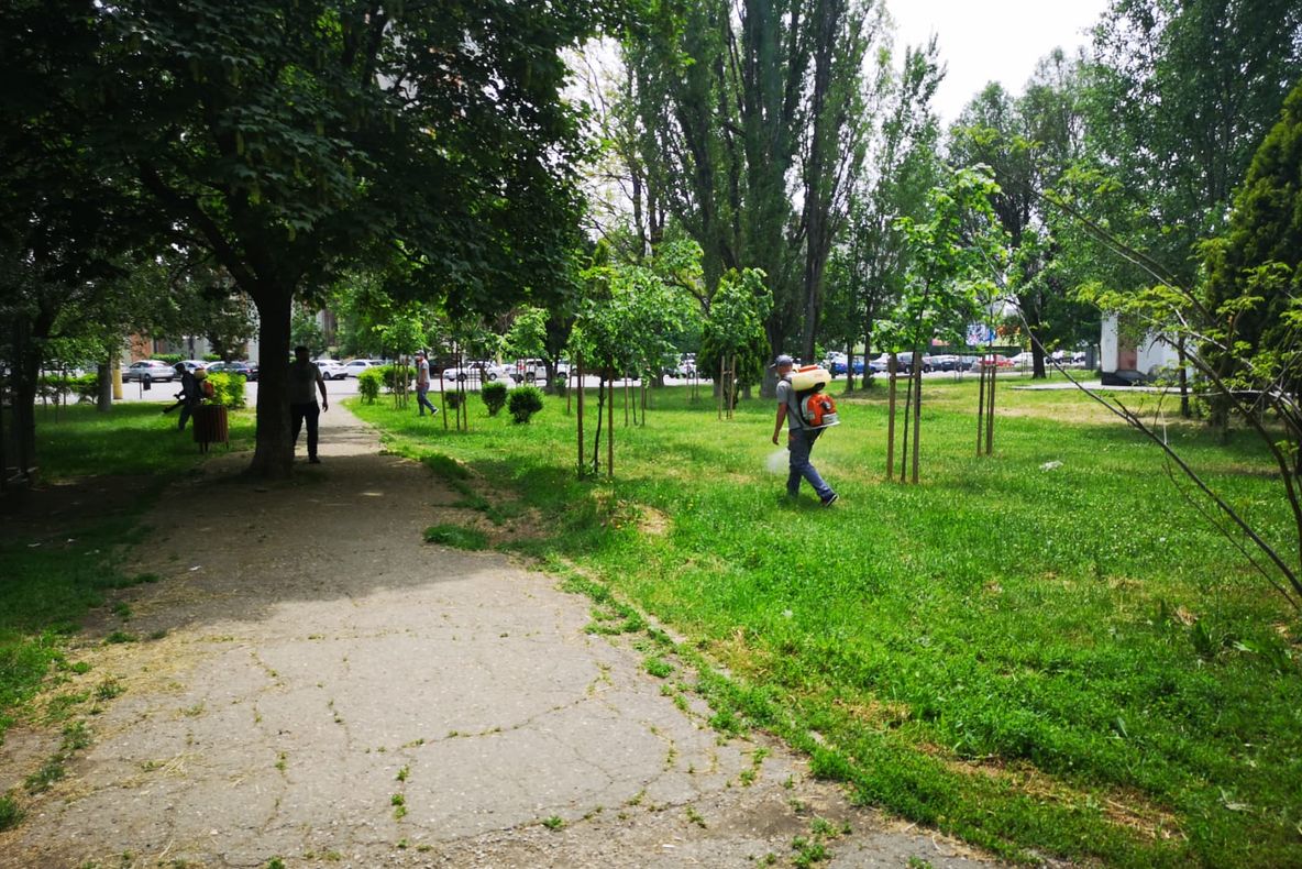 Primăria Municipiului Constanța a început acțiunile de dezinsecție