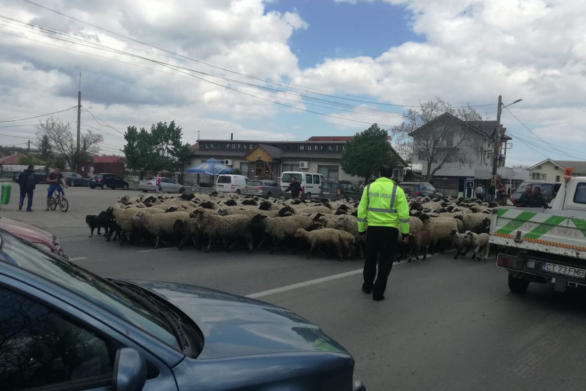 VIDEO| Trafic blocat în Murfatlar pe Drumul Național 3, de o turmă de oi