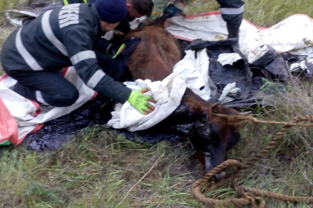 FOTO VIDEO| Vițel salvat dintr-o groapă cu păcură