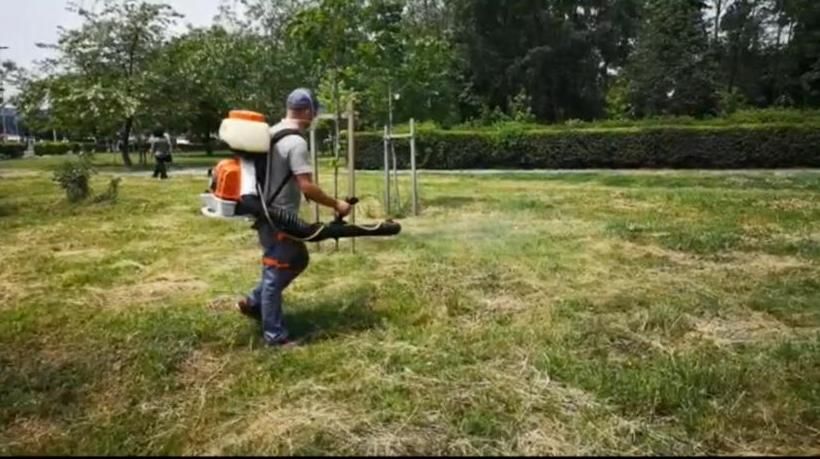 Acțiunile de dezinsecție continuă în parcurile și promenadele din Constanța