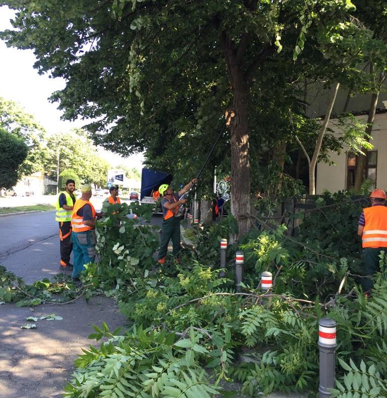 Atenție, șoferi! Se toaletează arbori în Constanța
