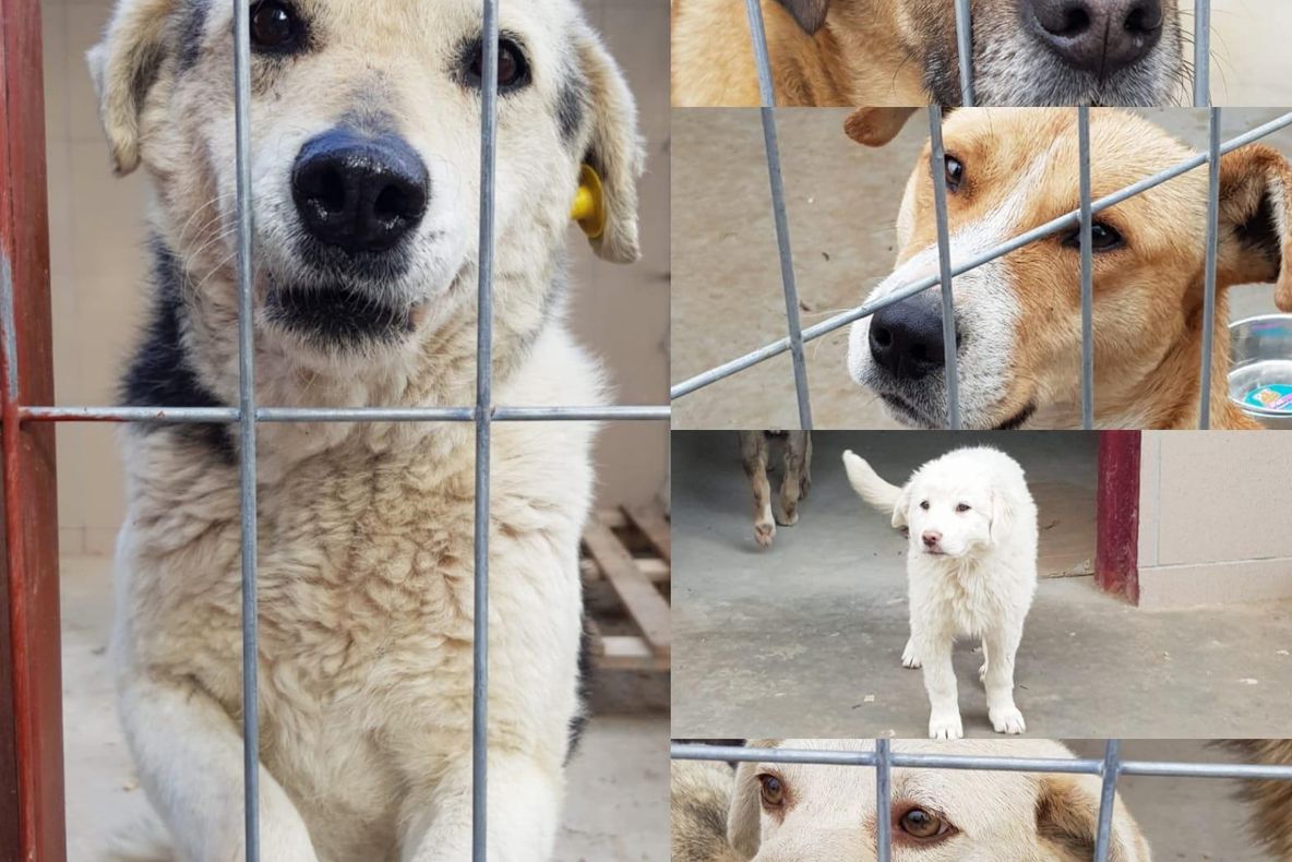 Vești bune pentru iubitorii de animale: peste 650 de câini comunitari și-au găsit un cămin