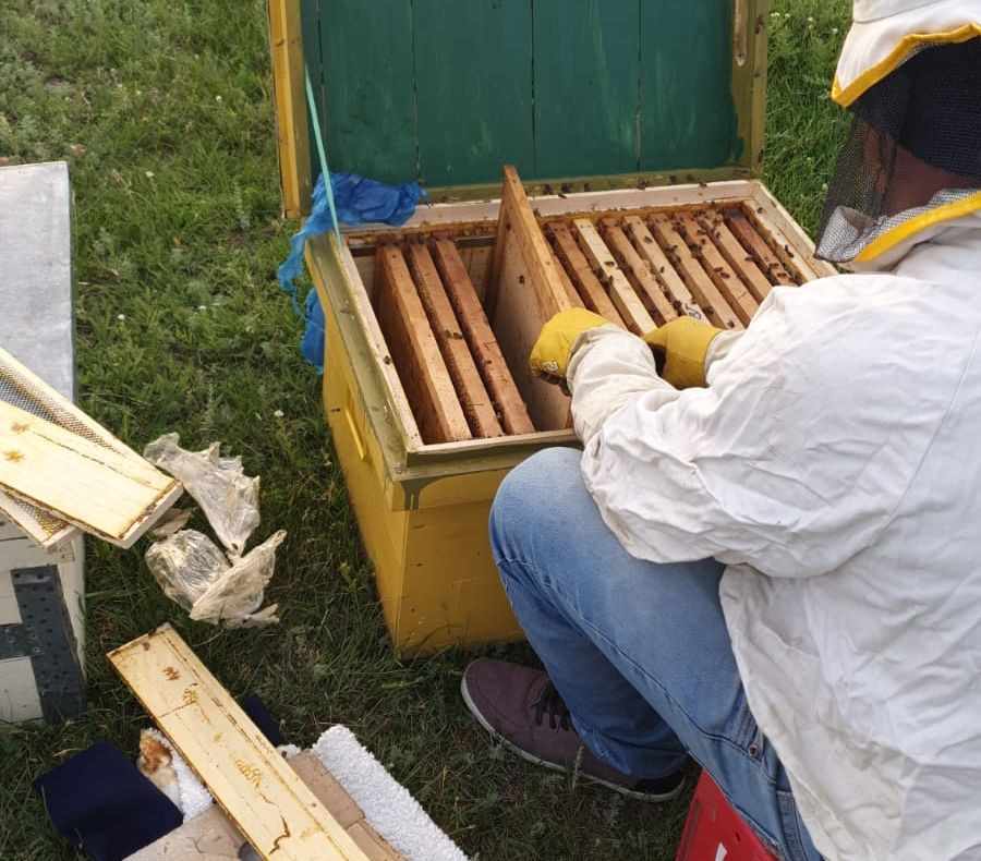 FOTO| Apicultura, o afacere dulce, cu tradiție pentru o familie constănțeană