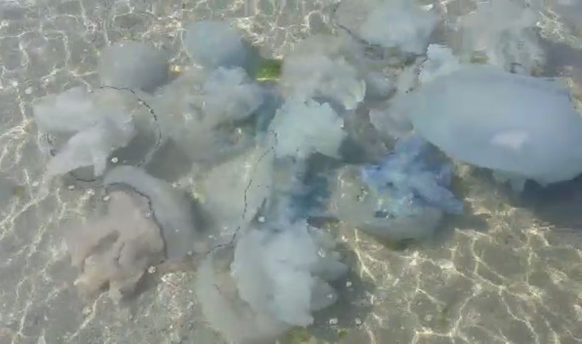 VIDEO| Invazie de meduze pe litoral