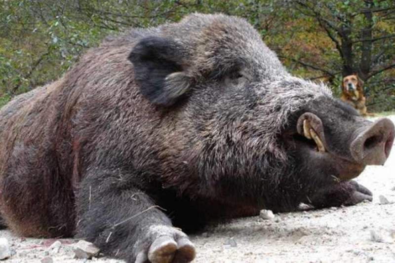 Femeie omorâtă de propria scroafă, la Lumina