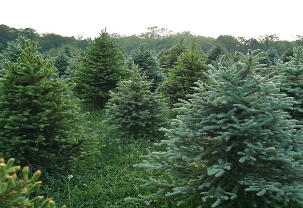 Recomandări pentru bradul de Crăciun. Cum e cel mai bine să fie acesta