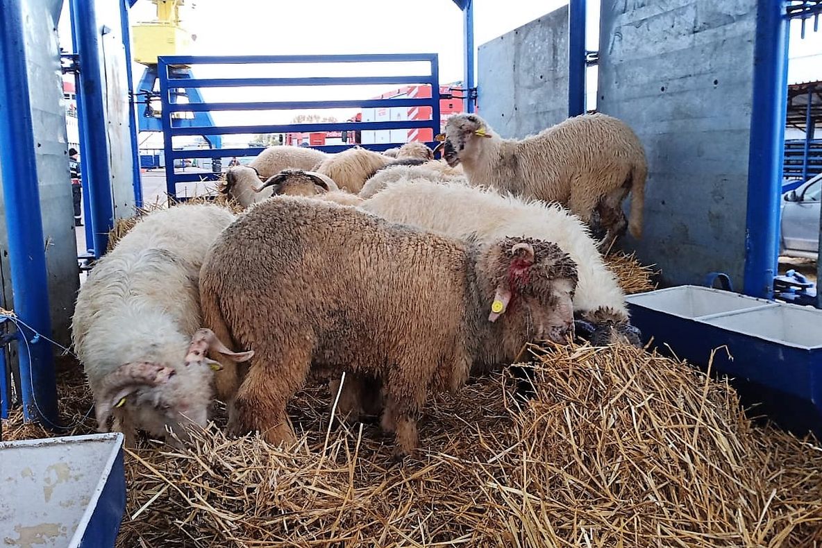 Autoritățile portuare încearcă să aducă la mal oile de pe nava răsturnată