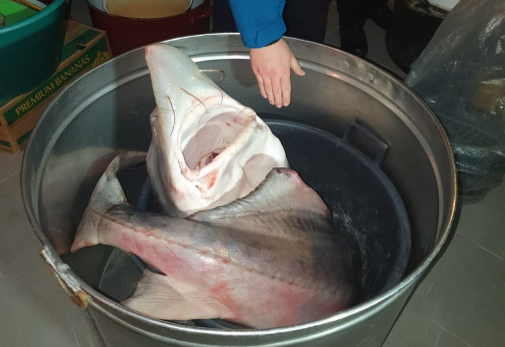 FOTO| Percheziţii la braconierii din Constanța și Ialomița