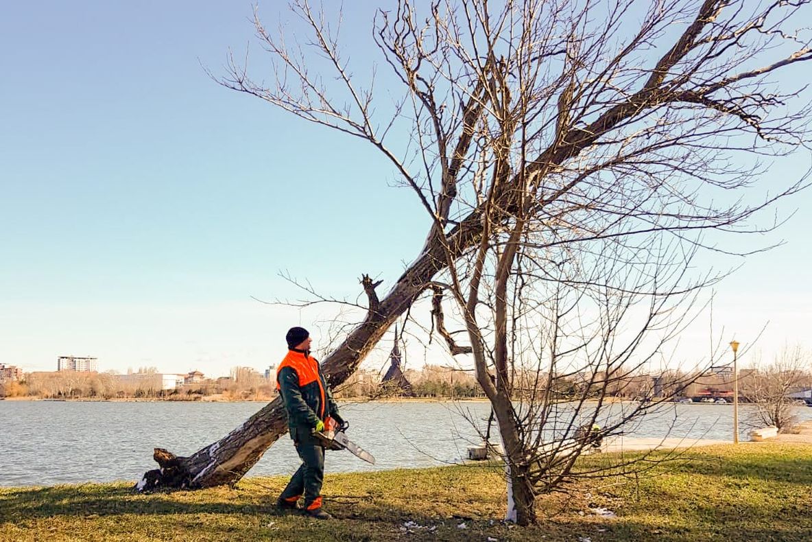 FOTO| Copacii rupți în urma furtunii, tăiați în Constanța