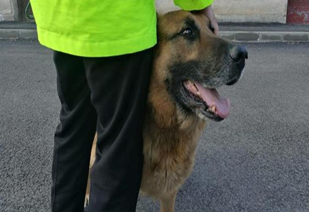 Câinele polițist Bingo a găsit un copil dispărut