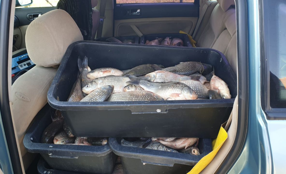 Braconier prins cu mașină plină cu pește