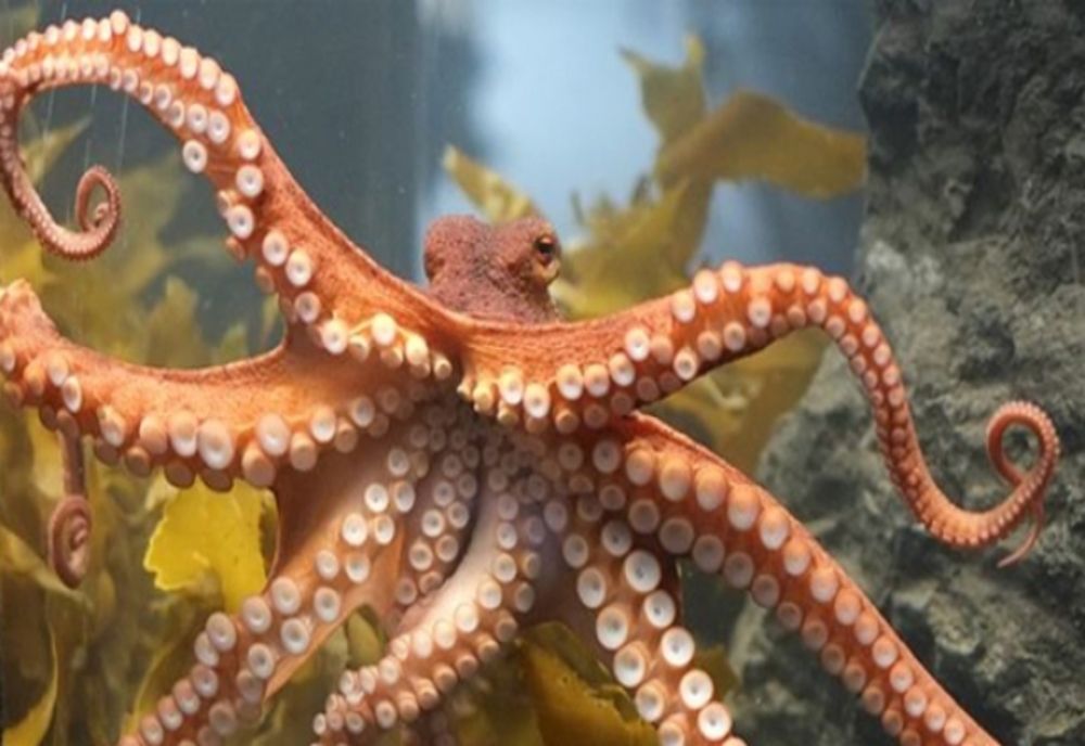 PSD acuza caracatiță PNL