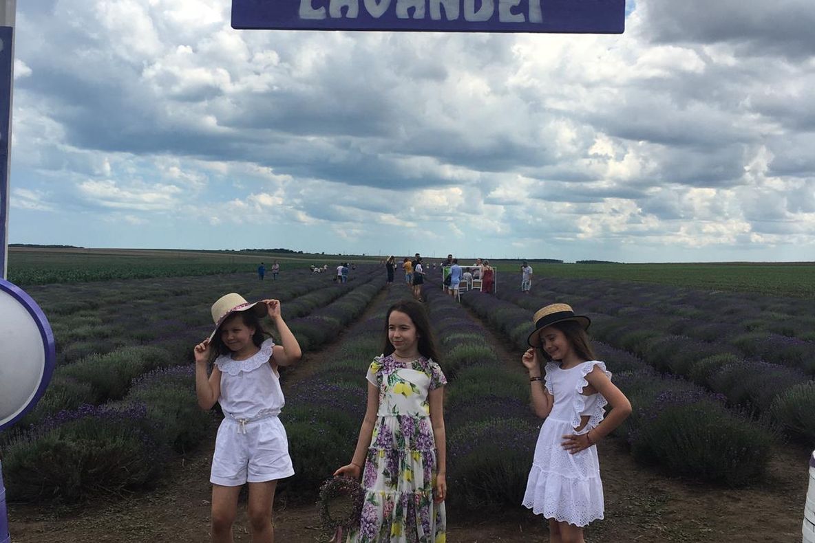 FOTO VIDEO|  LAVANDA FEST. Săptămâna mov de la Pecineaga
