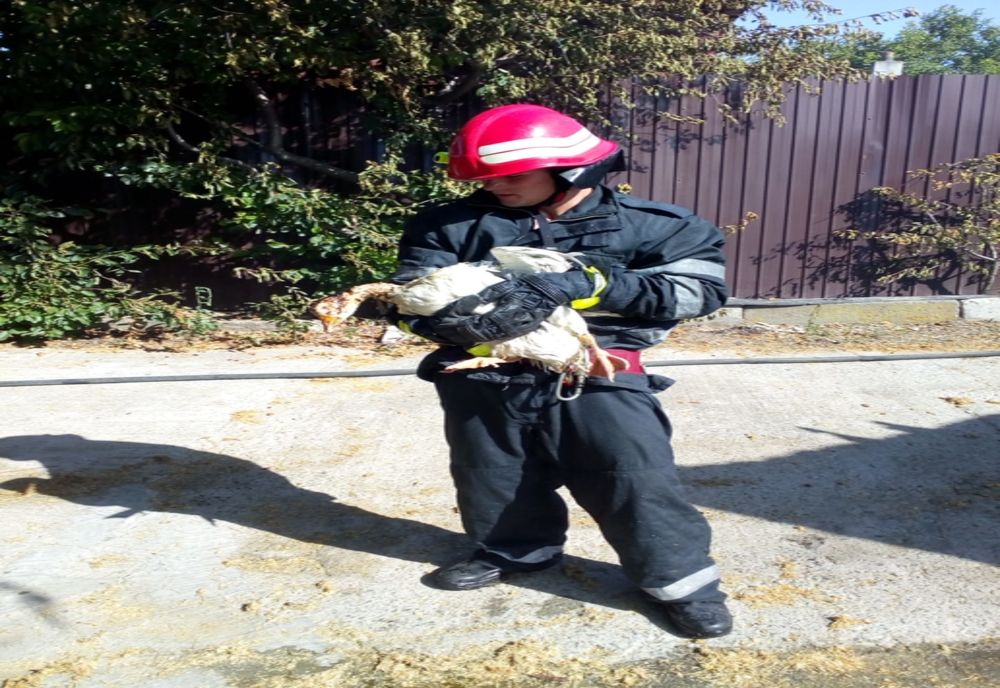 FOTO| Lebădă salvată dintr-un incendiu, de pompieri
