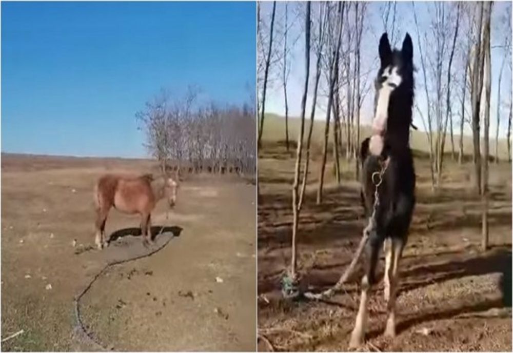 Imagini șocante! 40 de cai maltratați, lăsați să moară de foame și frig în apropiere de Techirghiol