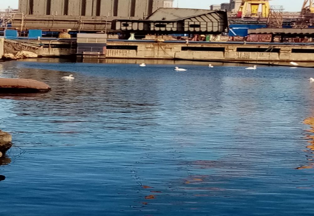 Gripă aviară depistată la lebede moarte în portul Constanța