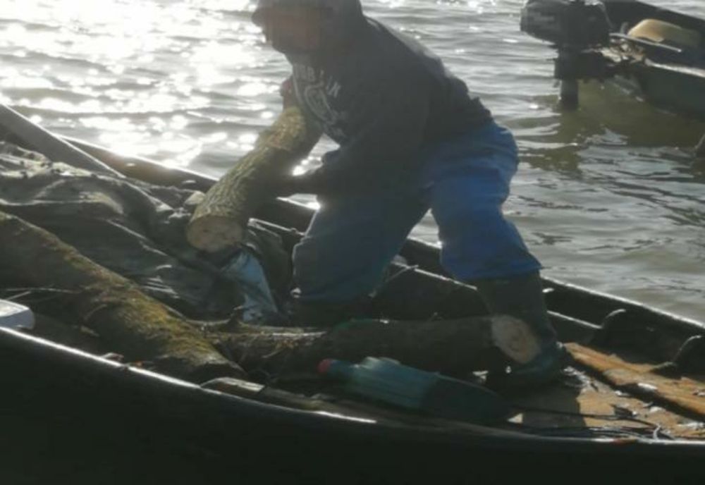 Prins cu barca la furat de lemne!