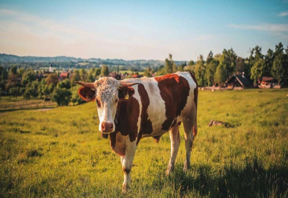 Au fost aprobate plafoanele Ajutoarelor Naţionale Tranzitorii în sectorul zootehnic, specia bovine, pentru anul de cerere 2020