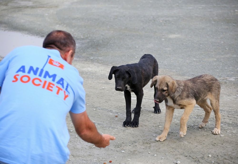  229 de animale sterilizate în două zile la Maratonul Responsabilității