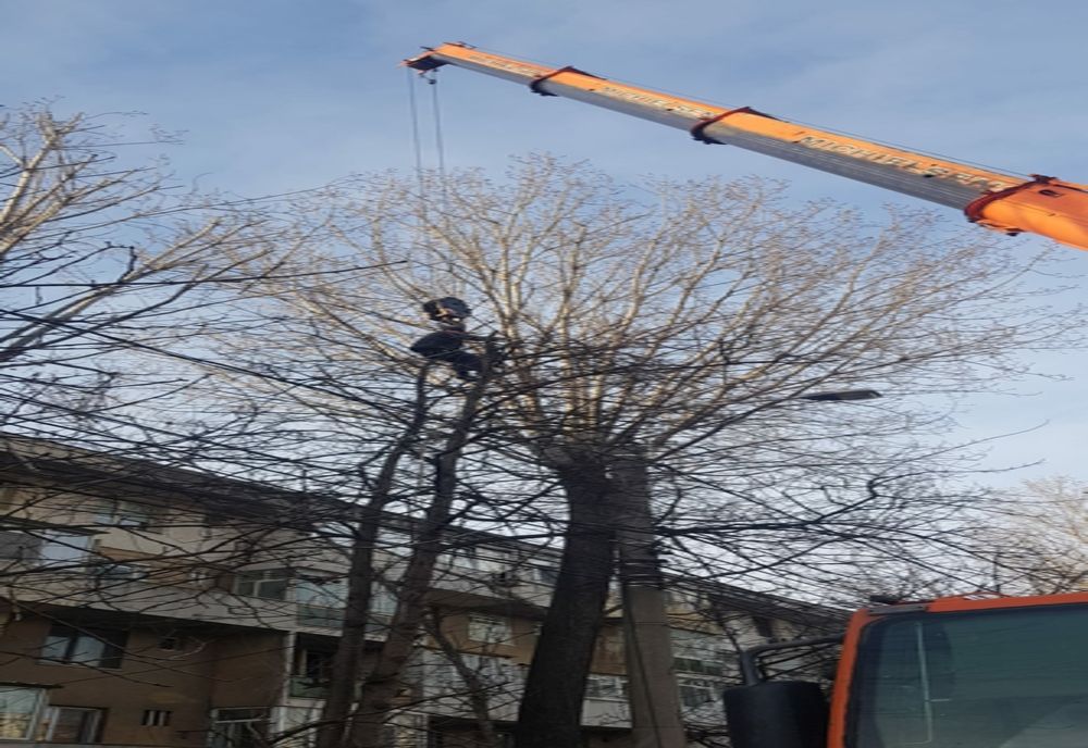 FOTO Se curăță și se toaletează copacii din Constanța