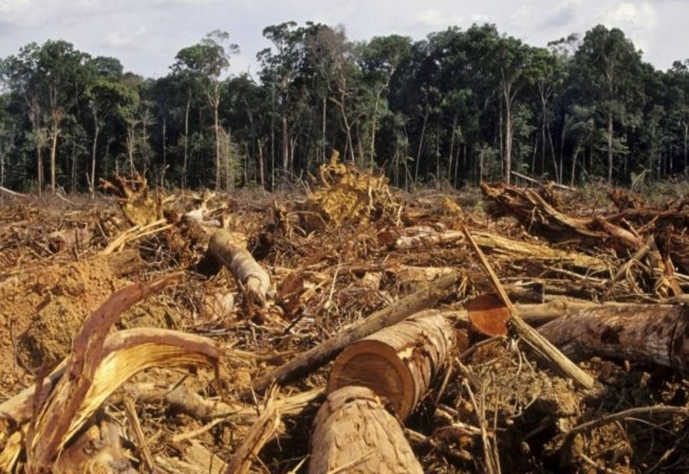 Complici la defrișarea României. Pădurile, pustiite din indolența statului - interesele obscure ale austriecilor