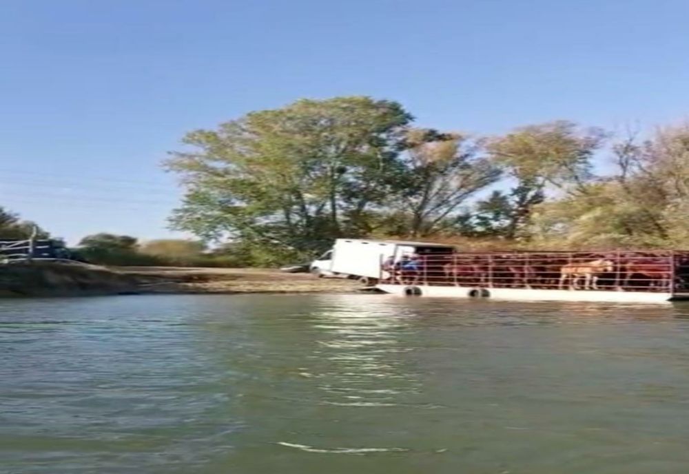 VIDEO  ONG:”Caii din Delta Dunării ajung pe masa de Crăciun.” Ce spun autoritățile