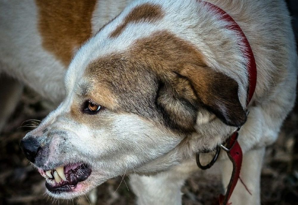 Ce trebuie să faci dacă ai fost mușcat de câine. Micile detalii care pot face diferența între viață și moarte